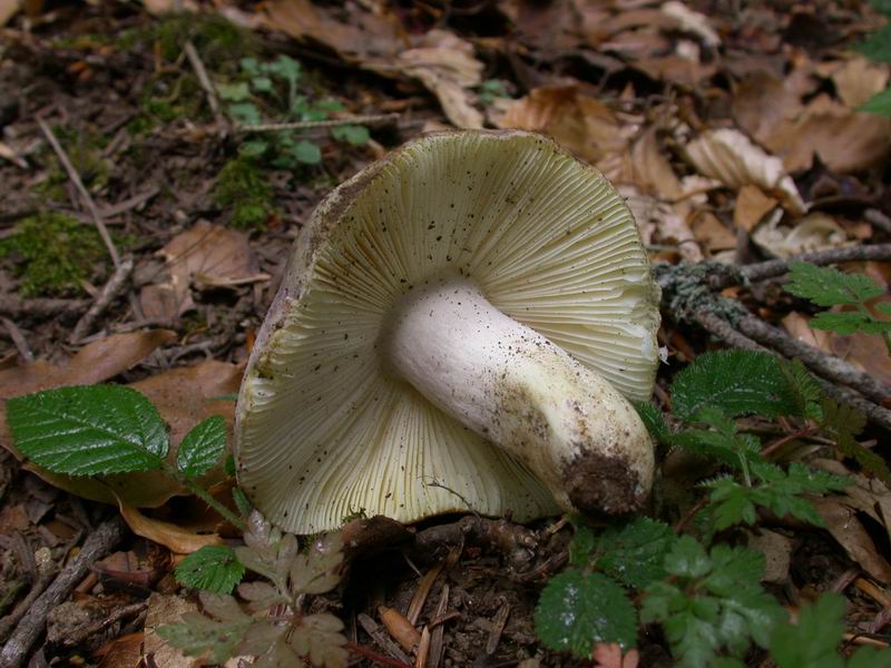 Russula azurea